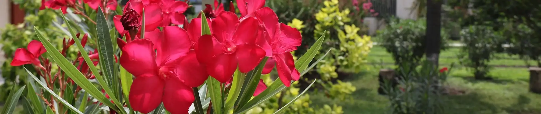 Primer plano de flores en el jardín del asilo