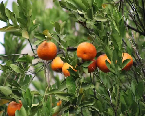 Árbol de naranjas en el jardín de la casa de reposo